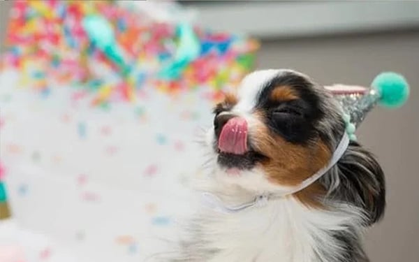 Case study: Puppy Cake